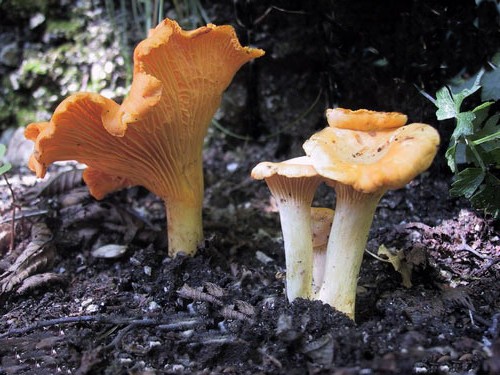 Funghi_galletti